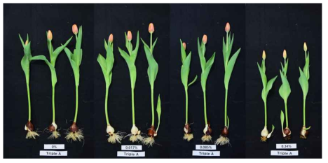 The appearance of cut flowers after harvest according to calcium fertilization level of the tulip ‘Triple A’ under the green LED light in the plant facility