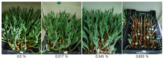 The appearance of growth of the Tulip ‘Strong Gold’ by calcium fertilization level under green LED light in the plant facility at 17 days after planting