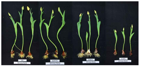 The appearance of cut flowers after harvest according to calcium fertilization level of the tulip ‘Strong Gold’under the green LED light in the plant facility