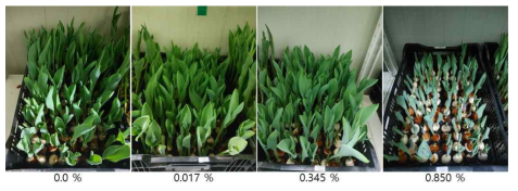 The appearance of growth of the Tulip ‘Dynasty’ by calcium fertilization level under green LED light in the plant facility at 17 days after planting