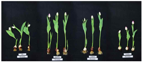 The appearance of cut flowers after harvest according to calcium fertilization level of the tulip ‘Dynasty’ under the green LED light in the plant facility