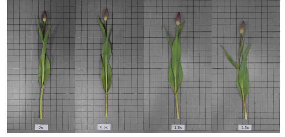 The appearance of cut flowers after harvest according to planting depth by light emitting diode in Tulipa gesneriana ‘Negrita’