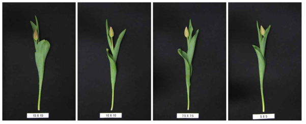 The appearance of cut flowers after harvest according to planting distance by green light emitting diode in Tulipa gesneriana ‘Leser Game’