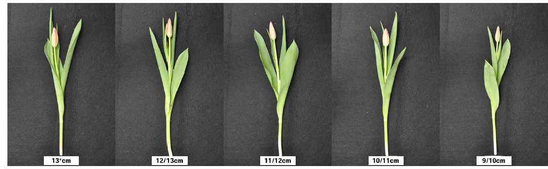The appearance of cut flowers of Tulips ‘Furand’ after harvest according to size of bulbs in a facility using green light emitting diode