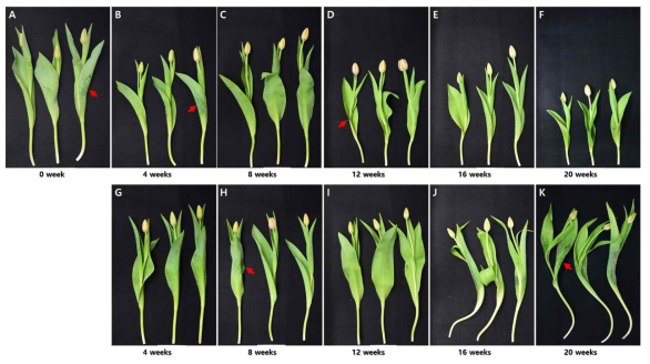 Appearance of cut flowers after harvest according to storage method and period of bulbs of tulips ‘Salmon Impression’ under green LED in the facility. (A : Control, B-F : Dry storage, G-K : Wet storage, ↑ : Topple and leaf topple)