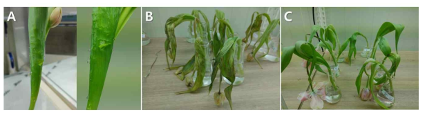 Symptoms of leaf topple (A), Rhizoctonia solani at 2 days after harvest (B), and topple (C) after harvest of tulip ‘Salmon Impression’