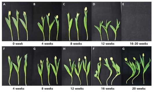 Appearance of cut flowers after harvest according to storage method and period of bulbs of tulips ‘Sunny Prince’ under green light emitting diode in the facility. (A : Control, B-C : Dry storage, D-E : After dry storage at 12-20 weeks no flowering, F-G : Wet storage)