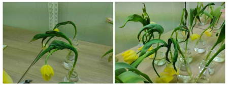 Broken flower neck and uneven growth by long storage period