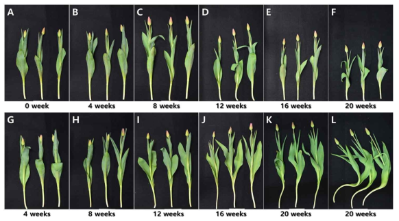 Appearance of cut flowers after harvest according to storage method and period of bulbs of tulips ‘Jumbo Pink’ under green LED in the facility. (A : Control, B-F : Dry storage, G-L : Wet storage)