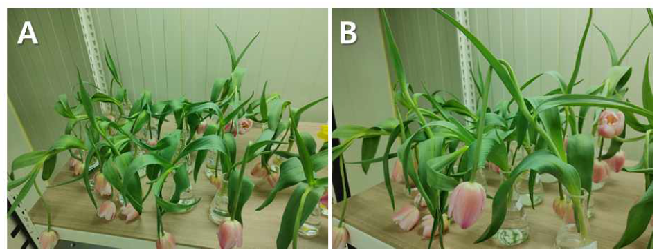 Symptoms of topple at 16 weeks (A), and 20 Weeks (B) after harvest in wet storage of tulip ‘Jumbo Pink’