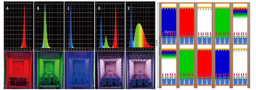 Spectrum measurement (A: red, B : green, C : blue, D : R+G+B, E : White) of the LED light quality used in this experiment(left) and the appearance of tulip after planting (right)
