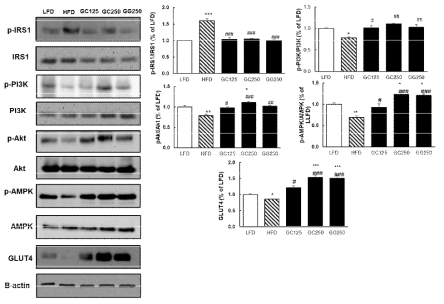 Effect of GCSW210 on insulin signaling pathway in high fat diet-induced C57BL/6J mice