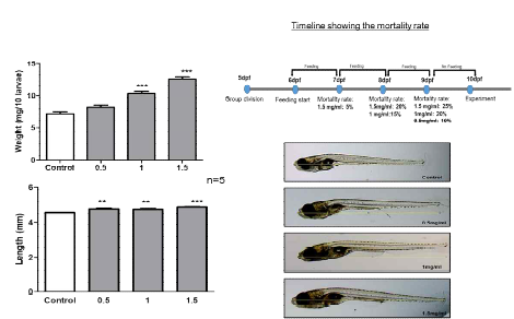 Body weight and length levels in High-fat (Chicken egg-yolk) induced zebrafish larvae