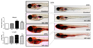 Effect of GCSW210 on body weight and length levels in High-fat (Chicken egg-yolk) induced zebrafish larvae