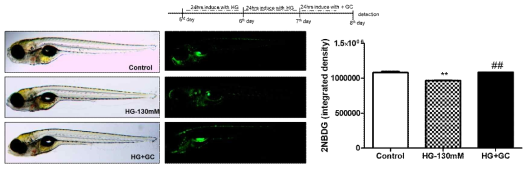 Effect of GCSW210 on glucose uptake in High-glucose induced zebrafish larvae