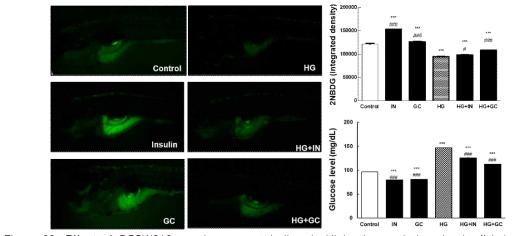 Effect of GCSW210 on glucose metabolism in High-glucose induced zebrafish larvae