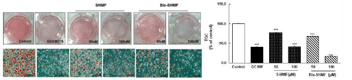 Effect of 5HMF and bis-5HMF compounds isolated from GCSW210 on lipid accumulation in 3T3-L1 adipocytes