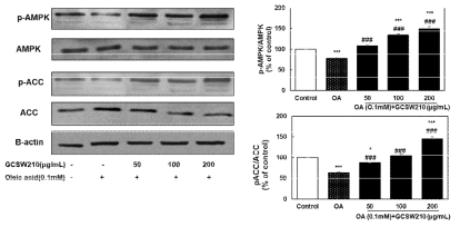 Effect of GCSW210 on the expression of AMPK and ACC protein in HepG2 cells