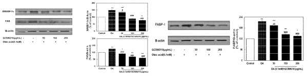 Effect of GCSW210 on the expression of SREBP-1c, FAS, and FABP protein in HepG2 cells