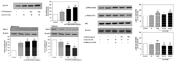 Effect of GCSW210 on GLUT4 and IRS-1 expression in 3T3-L1 adipocytes