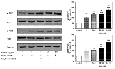 Effect of GCSW210 on the PI3K/Akt pathway in in 3T3-L1 adipocytes