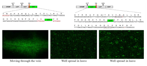 RaMV viral vector를 이용한 기주 내에서 GFP 발현 확인