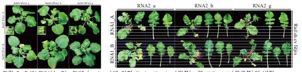 RaMV RNA1(A, B), RNA2 (a, b, g)에 의한 N. benthamiana(왼쪽), 무(품종:일진)(오른쪽)의 병징