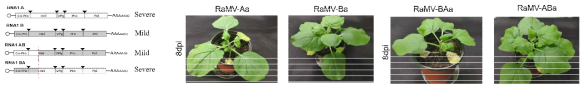 RaMV RNA1 hybrid construct 제작 및 병원성 검정