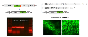 RaMV RNA3 제작 및 GFP 발현 확인