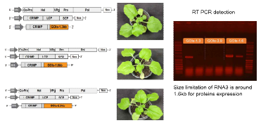 RaMV RNA3의 cloning size limit 확인