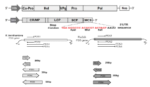 RaMV RNA2 VIGS 적용