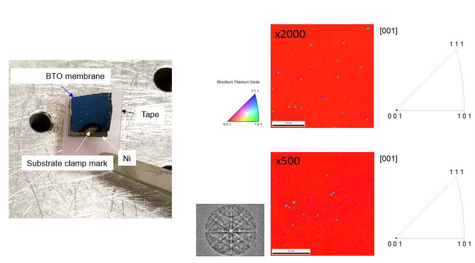 박피된 10x10mm2 대면적 BaTiO3 멤브레인