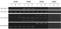QTL-specific markers를 이용한 IR64 및 IR64 mono-QTL 계통의 도입형질 확인. 19496, 19688, 19689, 19690은 각 계통의 계통번호임. 19496: IR64; 19688: I-Pup1; 19689: I-Sub1; 18690: I-AG1; 계통별로 각각 3개의 식물체 (계통번호 아래 숫자 (1, 2, 3)를 활용하여 genotype을 확인함