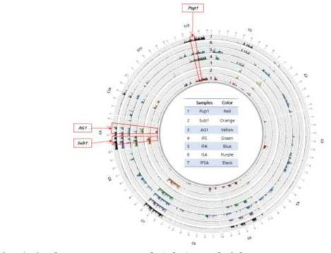 각 계통의 Pup1, Sub1, AG1 도입 부위 및 IR64에 대한 allele variation. C1~C12: chromosome 1 ~ chromosome 12; red box: 각 QTL 삽입 위치. Pup1: IR64-Pup1; Sub1: IR64-Sub1; AG1: IR64-AG1; IPS: IR64-Pup1-Sub1; IPA: IR64-Pup1-AG1; ISA: IR64-Sub1-AG1; IPSA: IR64-Pup1-Sub1-AG1