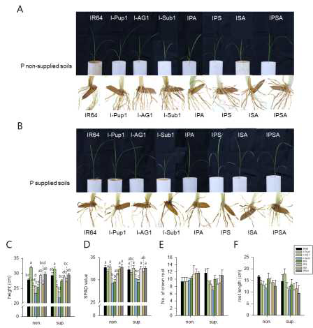 복합 QTL 도입계통의 인산결핍 스트레스 스크리닝 평가 (파종 후 14일차). A-B. P-non., P-sup. 조건에서 각 계통의 지상부 및 crown root 기부. C-F. 14일차 식물체의 초장, 엽색도, crown root 개수, 가장 긴 뿌리의 길이. non.: P non-supplied conditions; sup.: P-supplied conditions; 서울시 광진구에서 실험 수행 (37°33'12.9