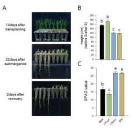 IR64 QTL 도입계통의 침수저항성 스크리닝 표현형. A. 침수 전 2주간 키운 식물체, 3주간의 침수 직후 및 회복 2일차 식물체. IPS: IR64-Pup1-Sub1 (I-PS). B. 침수 전 지상부 길이생장 대비 침수 후 지상부 길이생장 비. C. 침수 직후 QTL도입계통의 SPAD value. IPS: IR64-Pup1-Sub1 (I-PS); 던컨 다중검정 (P≤0.05)