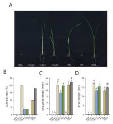 IR64 QTL 도입계통의 혐기발아 저항성 스크리닝. A. 혐기발아 조건에서 발아한 IR64 QTL 계통의 표현형. B-D. 혐기발아 조건에서의 계통별 생존률, coleoptile length, shoot length; IPA: IR64-Pup1-AG1 (I-PA); IPS: IR64-Pup1-Sub1 (I-PS); IPSA: IR64-Pup1-Sub1-AG1 (I-PSA); 던컨 다중검정 (P≤0.05)