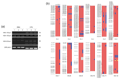 각 계통의 Pup1, AG1 QTL 도입 및 IR64에 대한 allele variation 검토. (a) Pup1 마커, AG1 마커를 이용한 IR64, I-PA에서의 QTL 도입 검정. (b) 580K chip set을 이용한 IR64, I-Pup1, I-AG1, I-PA의 background genome 검토