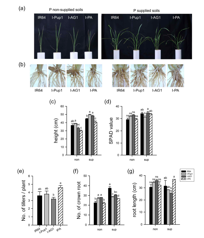 인산처리농도가 다른 조건에서 Pup1, AG1 도입 계통의 생육, 초형 및 표현형 각 계통의 지상부 및 지하부 표현형 (a, b), 지상부 길이 (c), 3엽의 엽색도 (d), P-sup. 조건에서의 식물체 당 분얼수 (e), crowon root 개수 (f), 지하부 길이 (g)