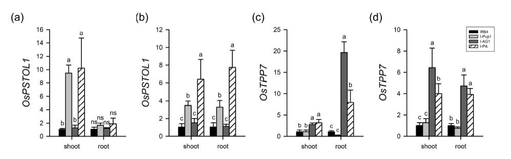 인산처리농도가 다른 조건에서 14일차 I-PA와 NILs의 OsPSTOL1 및 OsTPP7 RNA 발현량 비교. P-supplied 조건 (a, c)과 P non-supplied 조건 (b, d). 던컨다중검정 (P≤0.05)