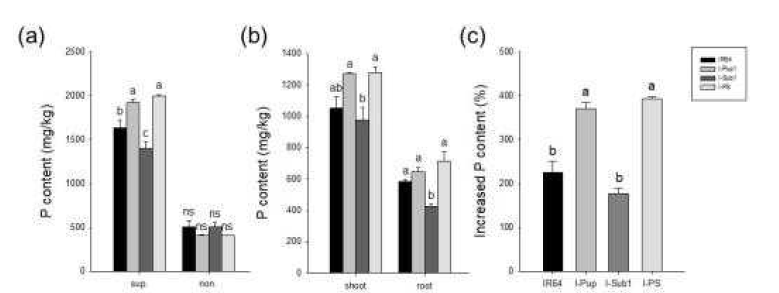 인산처리 농도가 다른 두 조건에서 IR64, I-Pup1, I-Sub1, I-PS의 식물체 내 인산함량 분석. (a) P-sup. 조건과 P-non. 조건에서 전체 식물체 (지상부 + 지하부) 내 인산 함량. (b) P-sup. 조건에서 지상부와 지하부의 부위별 인산 함량. (c) P-non. 조건대비 P-sup. 조건에서 전체 식물체 내의 인산함량 증가율. 던컨다중검정 (P≤0.05)