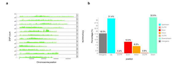 ZS97_v2을 reference로 한 I-PS의 SNPs. a. Chromosome 위치에 따른 I-PS 계통 SNP count. b. 유전자 부위별 전체 SNPs의 분포비율