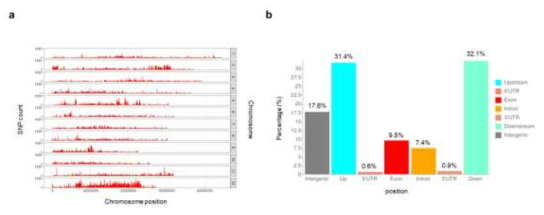 ZS97_v2을 reference로 한 I-PSA의 SNPs. a. Chromosome 위치에 따른 I-PSA 특이적 SNP count. b. 유전자 부위별 전체 SNPs의 분포비율
