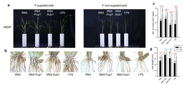 P-supplied (P-sup.) 및 P-non-supplied (P-non.) 조건에서 IR64, I-Pup1, I-Sub1, I-PS의 표현형. a: P-sup. 및 P-non.조건에서 각 계통의 지상부 표현형; b. P-sup. 및 P-non.조건에서 각 계통의 지하부 표현형; c: P-sup. 및 P-non.조건에서 각 계통의 crown root 개수; d. P-sup. 및 P-non.조건에서 각 계통의 root length; 던컨 다중검정 수행 (p < 0.01). ns: no siginificant difference