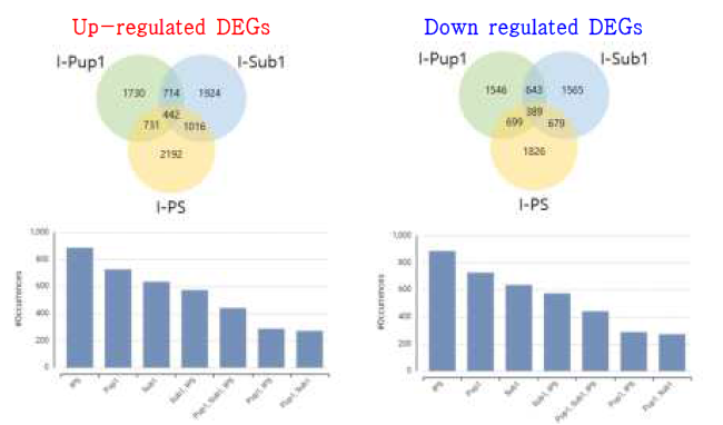 P-supplied (P-sup.) condition에서 IR64대비 I-Pup1, I-Sub1, I-PS 에서의 DEGs. up-regulated: IR64 대비 각 계통에서 발현량이 증가한 유전자 그룹; down-regulated: IR64 대비 각 계통에서 발현량이 감소한 유전자 그룹