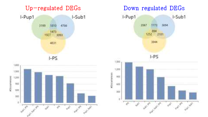 P-non-supplied (P-non.) condition에서 IR64대비 I-Pup1, I-Sub1, I-PS에서의 DEGs. up-regulated: IR64 대비 각 계통에서 발현량이 증가한 유전자 그룹; down-regulated: IR64 대비 각 계통에서 발현량이 감소한 유전자 그룹