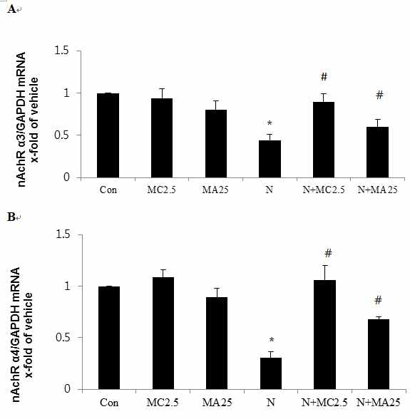 Nicotinic acetylcholine receptor (nAchR) α3 (A) and α4 mRNA expression levels in mouse embryos exposed to nicotine (1mM)and/or2.5 μM methylcaconitine (MC) or 25 μM mecamylamine (MA) μM at embryonic day 8.5 for 2 days in vitro. Results are mean ± SEM (n=8). Significant differences between comnited groups and control (Con; *) or nicotine alone (N; #)group were examined at p < 0.05. GAPDH was used as an internal standard to normalize target transcript expression