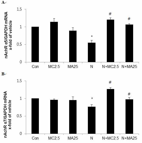 nicotinic acetylcholine receptor (nAchR) α5 (A) and α7 (B) mRNA expression levels in mouse embryos exposed to nicotine (1mM)and/orMC 2.5 μM methylcaconitine (ME) or 25 μM ME mecamylamine at embryonic day 8.5 for 2 days in vitro. Results are mean ± SEM (n=8). Significant differences between comnited groups and control (Con; *) or nicotine alone (N; #)group were examined at p < 0.05. GAPDH was used as an internal standard to normalize target transcript expression