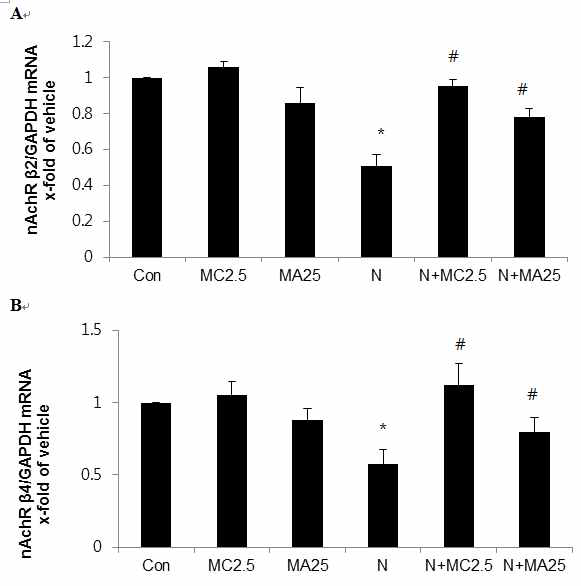 nicotinic acetylcholine receptor (nAchR) β2 (A) and β4 (B) mRNA expression levels in mouse embryos exposed to nicotine (1mM)and/or2.5 μM methylcaconitine (MC) or 25 μM mecamylamine (MA) at embryonic day 8.5 for 2 days in vitro. Results are mean ± SEM (n=8). Significant differences between combined groups and control (Con; *) or nicotine alone (N; #)group were examined at p < 0.05. GAPDH was used as an internal standard to normalize target transcript expression