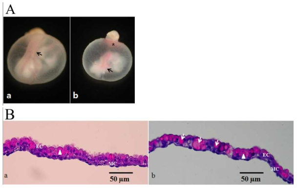 Nicotine-induced defective yolk sac vascularization in mouse embryos. A: Nicotine-induced yolk sac defects showing smaller size, pale color, rudimentary vasculature, lack of vitelline vessels (black arrows), and a ring of blood islands (asterisk). A-a; Normal control group. A-b; Nicotine (1mM) group. B: Histological examination of yolk sac wall stained with H Normal control group. B-b; Nicotine (1mM) group. EC; endodermal cells. MC; mesodermal cells